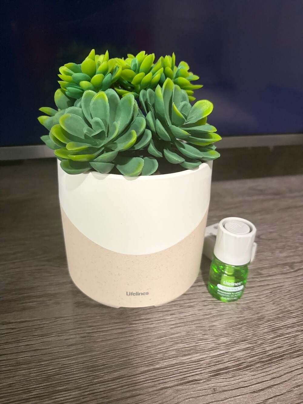 Succulent Artificial Plant - Plug in with essential oil